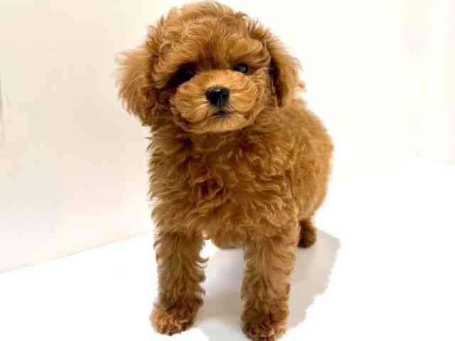 大阪府のトイプードル(トイ) (ひごペットフレンドリーイオン高槻店/2025年10月15日生まれ/男の子/レッドフォーン)の子犬の3枚目の画像