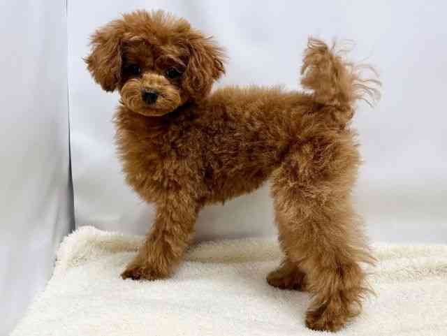 広島県のトイプードル(トイ) (ひごペットフレンドリーゆめタウン廿日市店/2025年10月15日生まれ/女の子/レッドフォーン)の子犬の3枚目の画像