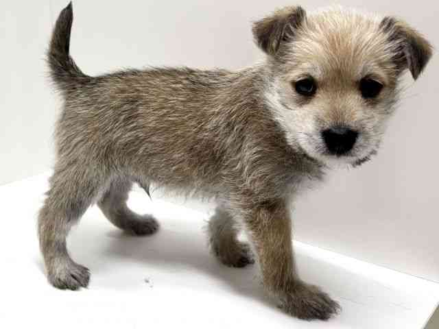 愛知県のハーフ犬・ミックス犬 (ひごペットフレンドリーららぽーと名古屋みなとアクルス店/2025年10月19日生まれ/男の子/赤)の子犬の3枚目の画像