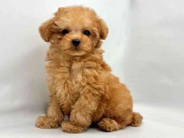 大阪府のトイプードル(トイ) (ひごペットフレンドリー東淀川店/2025年10月18日生まれ/男の子/アプリコット)の子犬の3枚目の画像