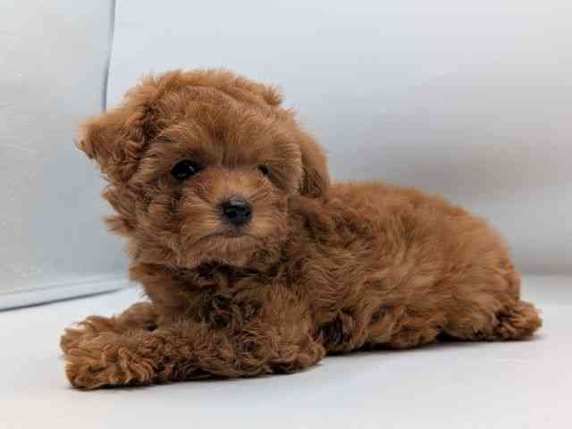 香川県のトイプードル(トイ) (ひごペットフレンドリーゆめタウン高松店/2025年10月18日生まれ/女の子/レッド)の子犬の3枚目の画像