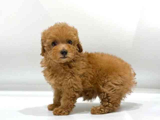 愛知県のトイプードル(トイ) (ひごペットフレンドリーヴィアモール アピタ江南西店/2025年10月19日生まれ/女の子/レッド)の子犬の3枚目の画像