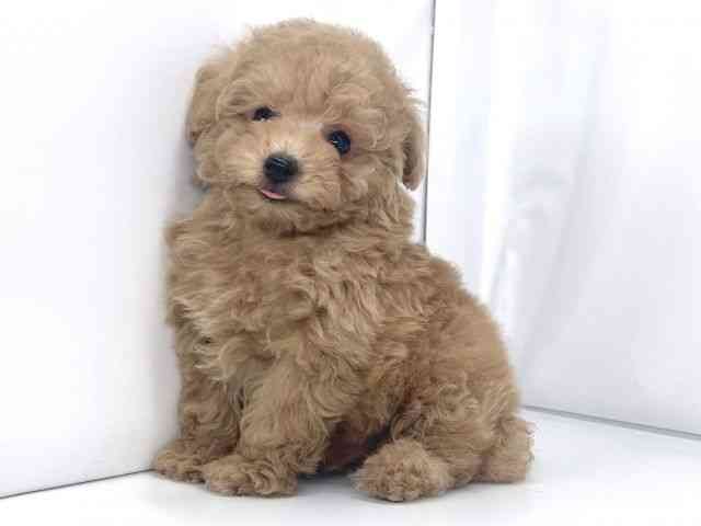 兵庫県のトイプードル(トイ) (ひごペットフレンドリーイオンタウン加古川店/2025年10月19日生まれ/男の子/アプリコット)の子犬の3枚目の画像