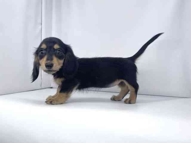 兵庫県のミニチュアダックスフンド(ロング) (ひごペットフレンドリーイオンタウン加古川店/2025年10月19日生まれ/女の子/ブラックイエロー)の子犬の3枚目の画像