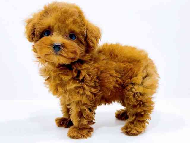 広島県のトイプードル(トイ) (ひごペットフレンドリーフジグラン神辺店/2025年10月20日生まれ/女の子/レッド)の子犬の3枚目の画像