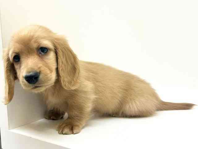 兵庫県のミニチュアダックスフンド(ロング) (ひごペットフレンドリーブルメールHAT神戸店/2025年10月18日生まれ/男の子/クリアレッド)の子犬の3枚目の画像