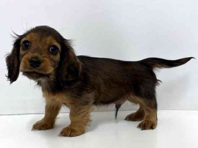 大阪府のミニチュアダックスフンド(ロング) (ひごペットフレンドリーベルファⅡ都島店/2025年10月18日生まれ/男の子/レッド)の子犬の3枚目の画像