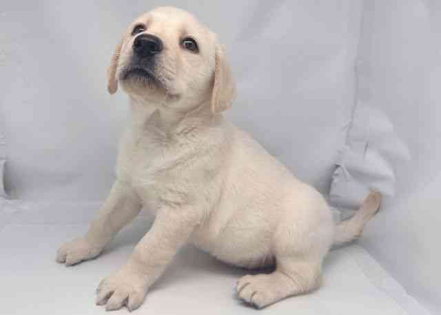 鳥取県のラブラドールレトリーバー (ひごペットフレンドリーイオンモール鳥取北店/2025年10月12日生まれ/男の子/イエロー)の子犬の3枚目の画像