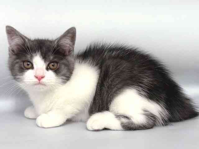 大阪府のスコティッシュフォールド (ひごペットフレンドリー岸和田店/2025年10月16日生まれ/男の子/ブラックスモークホワイト)の子猫の3枚目の画像