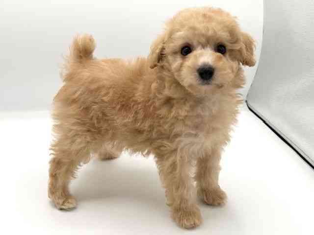 京都府のトイプードル(トイ) (ひごペットフレンドリーイオンモール高の原店/2025年10月18日生まれ/男の子/アプリコット)の子犬の3枚目の画像