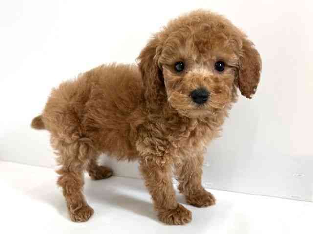 大阪府のトイプードル(トイ) (ひごペットフレンドリーアクロスプラザ住之江店/2025年10月15日生まれ/女の子/アプリコット)の子犬の3枚目の画像