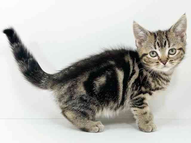 京都府のアメリカンショートヘアー (ひごペットフレンドリーイズミヤショッピングセンター八幡店/2025年10月16日生まれ/女の子/ブラウンクラシックタビー)の子猫の3枚目の画像