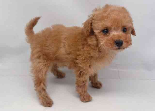 鳥取県のトイプードル(トイ) (ひごペットフレンドリーイオンモール鳥取北店/2025年10月20日生まれ/男の子/オレンジフォーン)の子犬の3枚目の画像