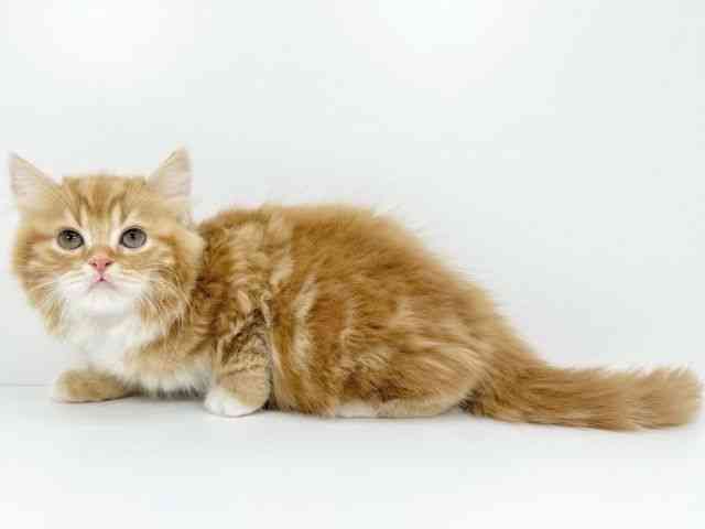 大阪府のスコティッシュフォールド (ひごペットフレンドリー堺プラットプラット店/2025年10月14日生まれ/男の子/レッドタビーホワイト)の子猫の3枚目の画像