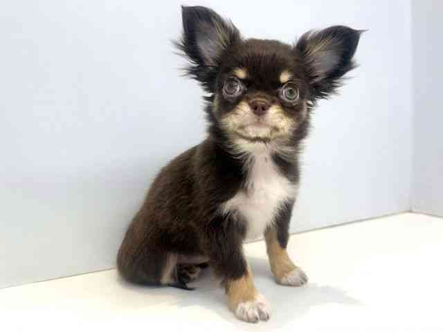 大阪府のチワワ(ロング) (ひごペットフレンドリーセブンパーク天美店/2025年10月18日生まれ/女の子/チョコレートクリーム)の子犬の3枚目の画像