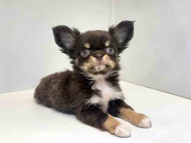 大阪府のチワワ(ロング) (ひごペットフレンドリーセブンパーク天美店/2025年10月18日生まれ/女の子/チョコレートクリーム)の子犬の3枚目の画像