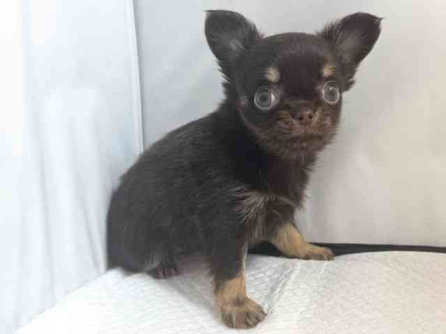 大阪府のチワワ(ロング) (ひごペットフレンドリー堺プラットプラット店/2025年10月18日生まれ/女の子/チョコレートクリーム)の子犬の3枚目の画像