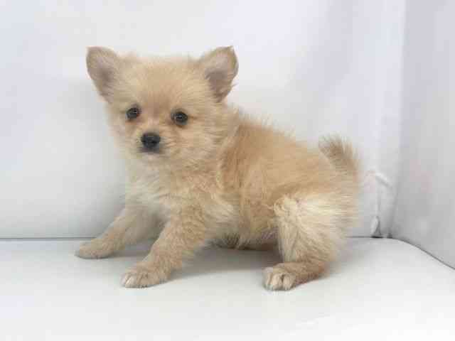 兵庫県のポメチワ/チワポメ/ポメチー(ポメラニアン×チワワ) (ひごペットフレンドリーイオンタウン加古川店/2025年10月21日生まれ/女の子/クリーム)の子犬の3枚目の画像