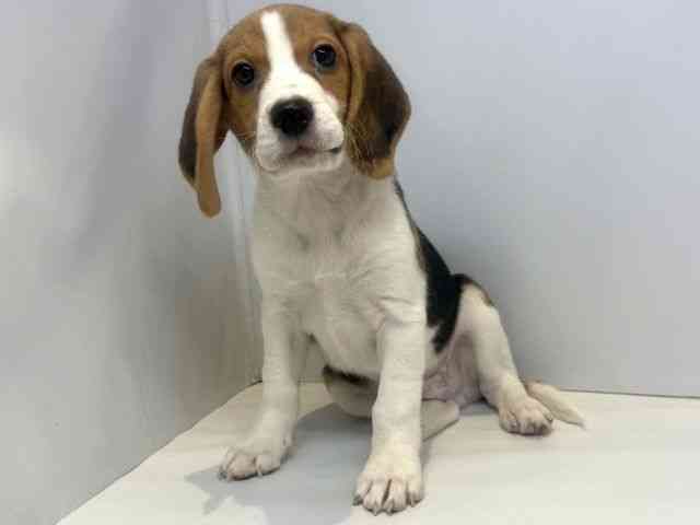 大阪府のビーグル (ひごペットフレンドリーセブンパーク天美店/2025年10月21日生まれ/男の子/ハウンドカラー)の子犬の3枚目の画像