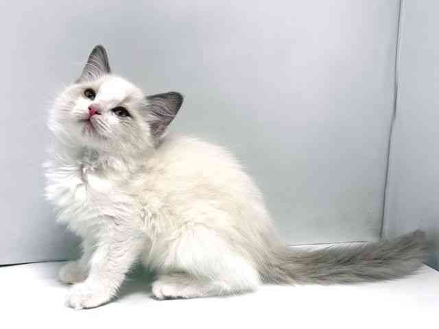 奈良県のラグドール (ひごペットフレンドリー奈良パワーシティ店/2025年10月19日生まれ/男の子/ブルーポイントバイカラー)の子猫の3枚目の画像