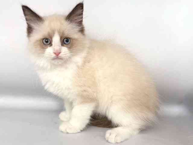大阪府のラグドール (ひごペットフレンドリー岸和田店/2025年10月19日生まれ/男の子/シールポイントバイカラー)の子猫の3枚目の画像