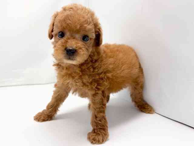 京都府のトイプードル(トイ) (ひごペットフレンドリー洛北阪急スクエア店/2025年10月19日生まれ/男の子/レッド)の子犬の3枚目の画像