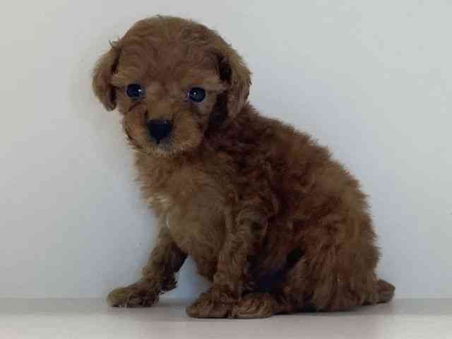 兵庫県のトイプードル(トイ) (ひごペットフレンドリーイトーヨーカドー明石店/2025年10月19日生まれ/男の子/レッド)の子犬の3枚目の画像