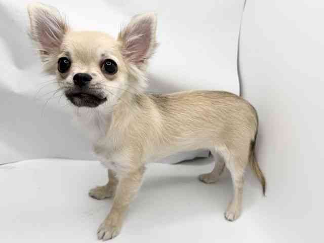 大阪府のチワワ(ロング) (ひごペットフレンドリーみのおキューズモール店/2025年10月19日生まれ/女の子/フォーン)の子犬の3枚目の画像