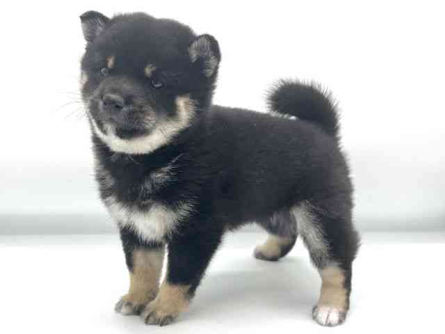 大阪府の柴犬(標準サイズ) (ひごペットフレンドリーららぽーとEXPOCITY店/2025年10月17日生まれ/女の子/黒)の子犬の3枚目の画像