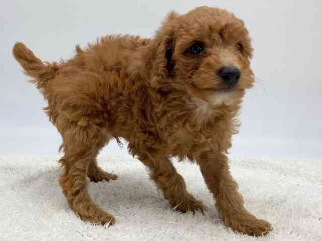 島根県のトイプードル(トイ) (ひごペットフレンドリーイオンモール出雲店/2025年10月19日生まれ/男の子/レッド)の子犬の3枚目の画像