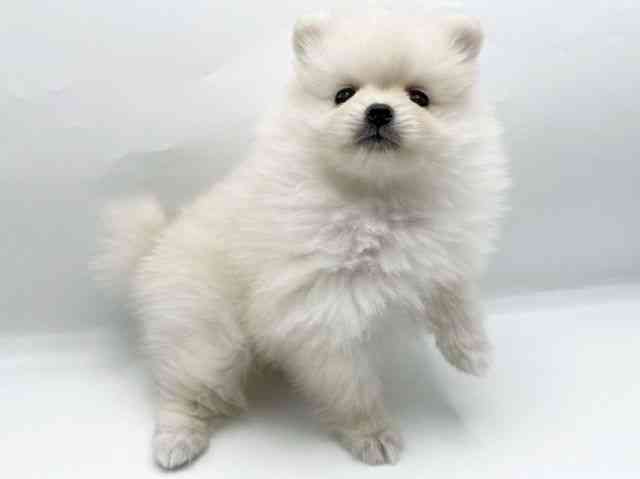 奈良県のポメラニアン (ひごペットフレンドリートナリエ大和高田店/2025年10月19日生まれ/女の子/クリーム)の子犬の3枚目の画像