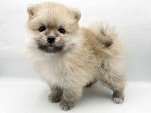 和歌山県のポメラニアン (ひごペットフレンドリーパームシティ和歌山店/2025年10月19日生まれ/男の子/オレンジセーブル)の子犬の3枚目の画像