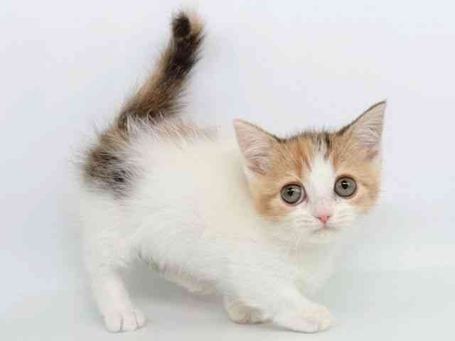 大阪府のマンチカン (ひごペットフレンドリー瓜破店/2025年10月1日生まれ/女の子/ブラウンパッチドタビーホワイト)の子猫の3枚目の画像