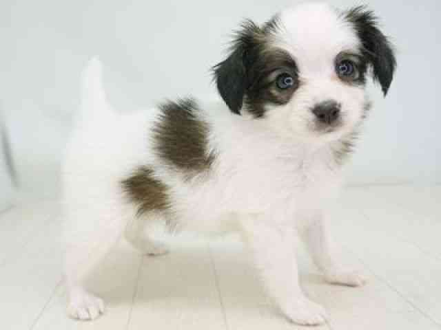 福岡県のパピヨン (ひごペットフレンドリーゆめタウン筑紫野店/2025年10月21日生まれ/女の子/ホワイトレッド)の子犬の3枚目の画像