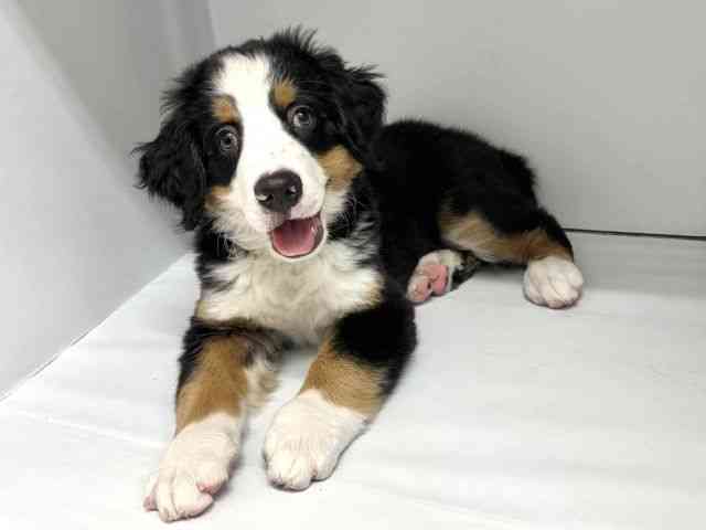 大阪府のバーニーズマウンテンドッグ (ひごペットフレンドリーセブンパーク天美店/2025年10月19日生まれ/男の子/ブラックラストホワイト)の子犬の3枚目の画像
