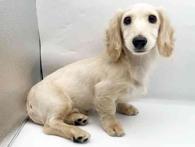 奈良県のミニチュアダックスフンド(ロング) (ひごペットフレンドリートナリエ大和高田店/2025年10月18日生まれ/女の子/イエロー)の子犬の3枚目の画像