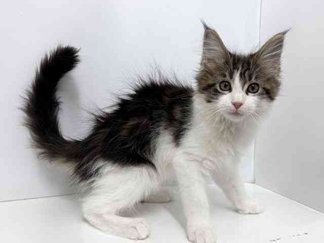 大阪府のメインクーン (ひごペットフレンドリーベルファⅡ都島店/2025年10月21日生まれ/女の子/ブラウンタビーホワイト)の子猫の3枚目の画像