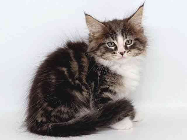 大阪府のメインクーン (ひごペットフレンドリー瓜破店/2025年10月21日生まれ/女の子/ブラウンタビーホワイト)の子猫の3枚目の画像