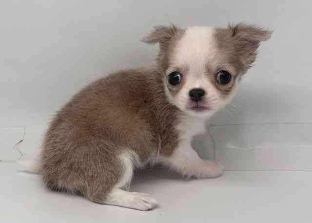 鳥取県のチワワ(ロング) (ひごペットフレンドリーイオンモール鳥取北店/2025年10月20日生まれ/女の子/イザベラホワイト)の子犬の3枚目の画像