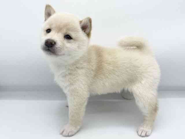 大阪府の柴犬(標準サイズ) (ひごペットフレンドリーららぽーとEXPOCITY店/2025年10月20日生まれ/女の子/白)の子犬の3枚目の画像