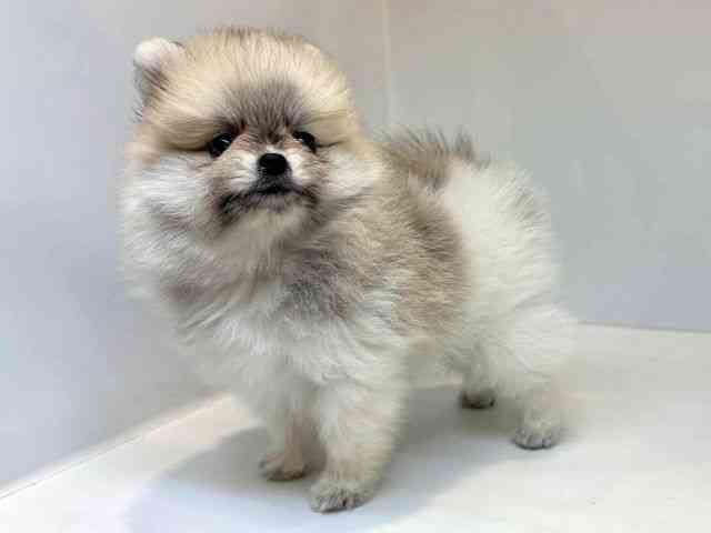 大阪府のポメラニアン (ひごペットフレンドリーセブンパーク天美店/2025年10月19日生まれ/男の子/パーティーカラー)の子犬の3枚目の画像