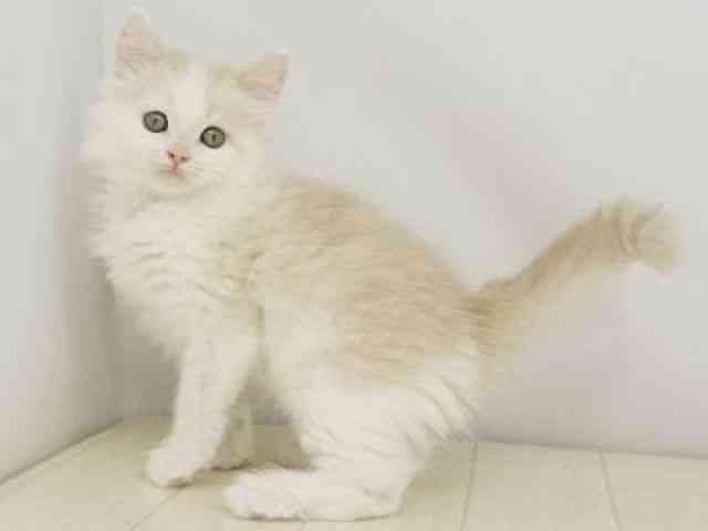 福岡県のスコティッシュフォールド (ひごペットフレンドリーゆめタウン筑紫野店/2025年10月20日生まれ/男の子/クリームホワイト)の子猫の3枚目の画像