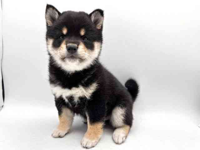 奈良県の柴犬(標準サイズ) (ひごペットフレンドリー田原本店/2025年10月20日生まれ/女の子/黒)の子犬の3枚目の画像