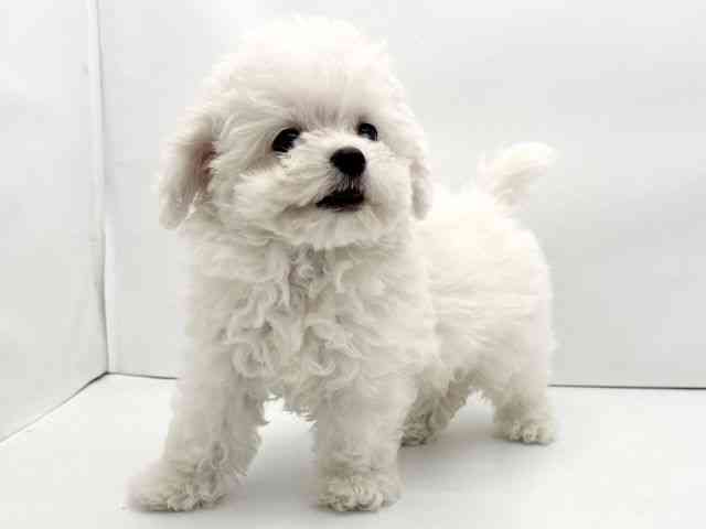 兵庫県のビションフリーゼ (ひごペットフレンドリークラウンパーク伊丹店/2025年10月15日生まれ/女の子/ホワイト)の子犬の3枚目の画像