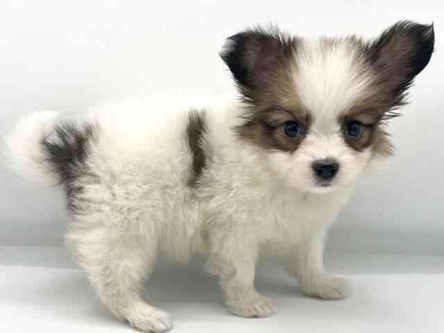 大阪府のパピヨン (ひごペットフレンドリーららぽーとEXPOCITY店/2025年10月14日生まれ/女の子/ホワイトブラウン)の子犬の3枚目の画像