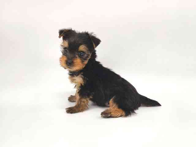 大阪府のヨークシャーテリア (ひごペットフレンドリー泉ヶ丘店/2025年10月18日生まれ/男の子/スチールブルータン)の子犬の3枚目の画像