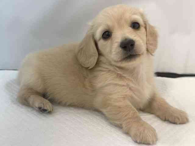 大阪府のミニチュアダックスフンド(ロング) (ひごペットフレンドリー堺プラットプラット店/2025年10月20日生まれ/男の子/イエロー)の子犬の3枚目の画像