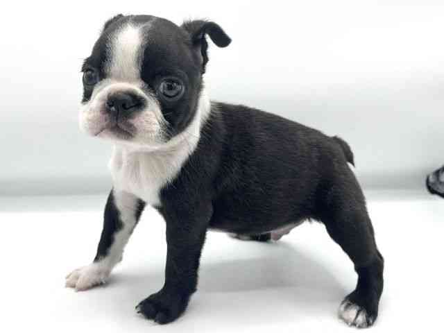 大阪府のボストンテリア (ひごペットフレンドリーららぽーとEXPOCITY店/2025年10月21日生まれ/男の子/ボストンカラー)の子犬の3枚目の画像