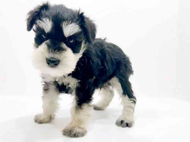 広島県のミニチュアシュナウザー (ひごペットフレンドリーフジグラン神辺店/2025年10月19日生まれ/男の子/ブラックシルバー)の子犬の3枚目の画像