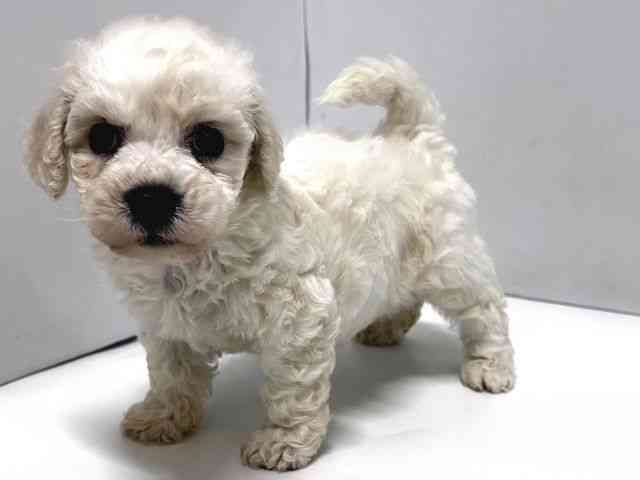 奈良県のビションフリーゼ (ひごペットフレンドリー奈良パワーシティ店/2025年10月20日生まれ/男の子/ホワイト)の子犬の3枚目の画像